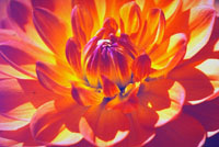 flowerpeony.jpg